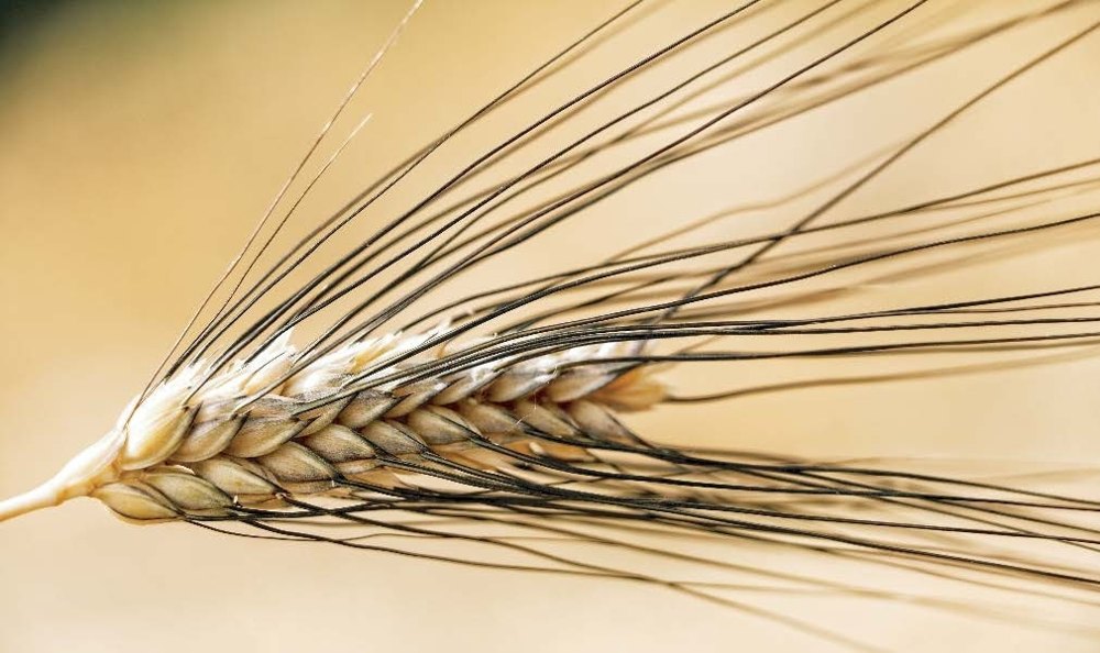 Pasta di grano Senatore Cappelli